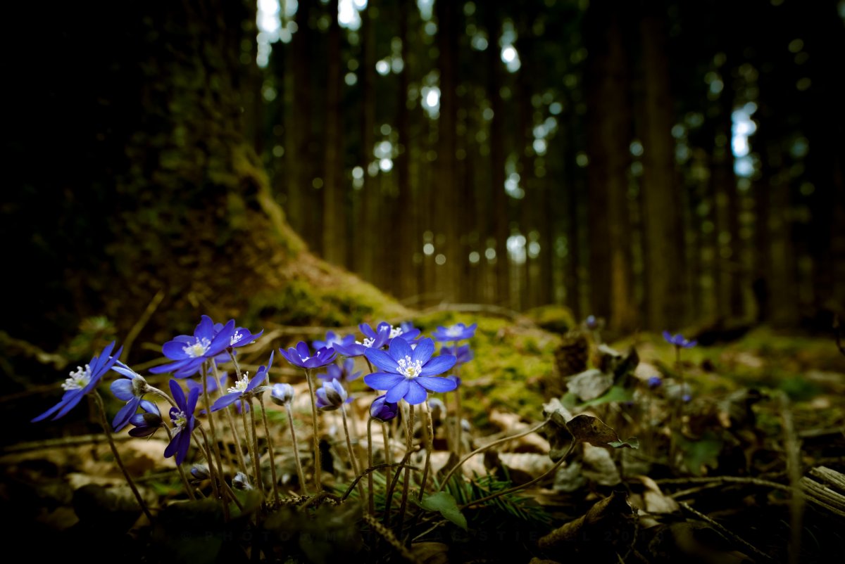Самые красивые Лесные цветы