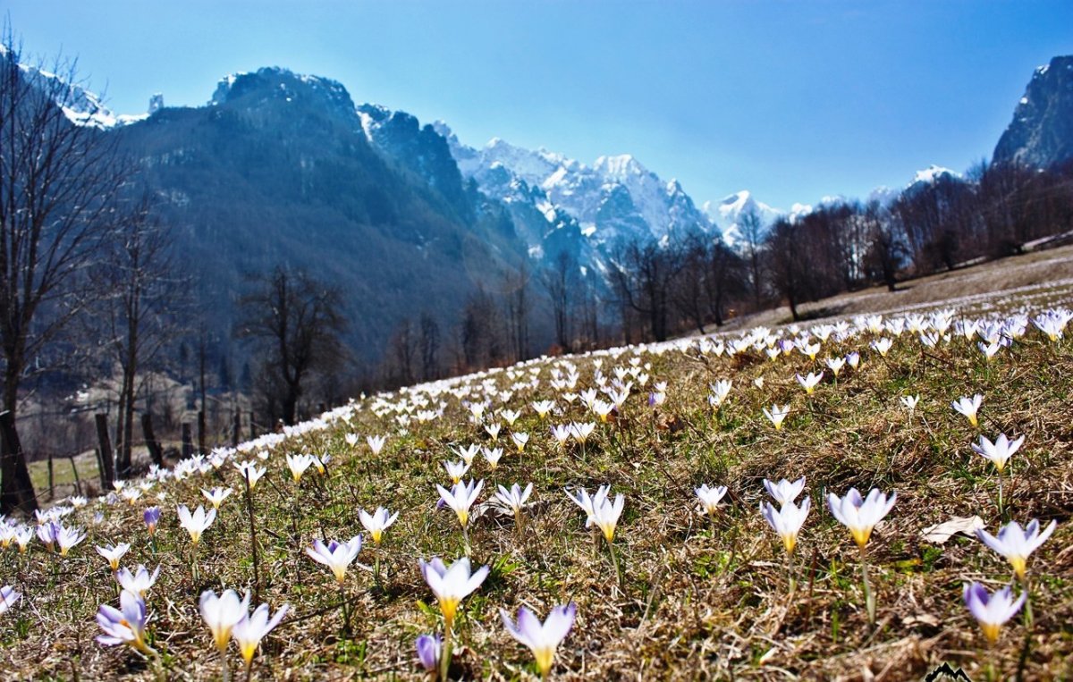 Плато Лаго-Наки Альпийские Луга