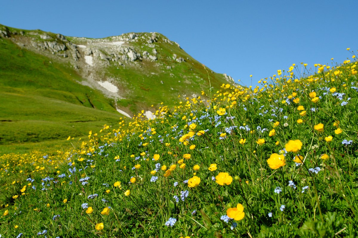 Плато Лагонаки Альпийские Луга