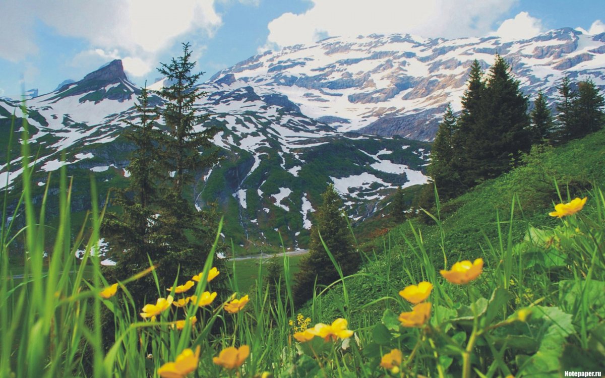 Долина рододендронов красная Поляна