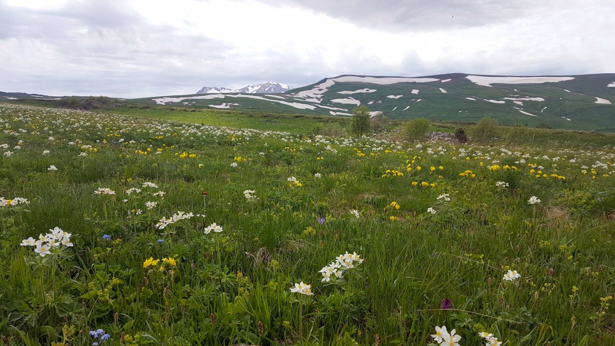 Рододендрон Лагонаки