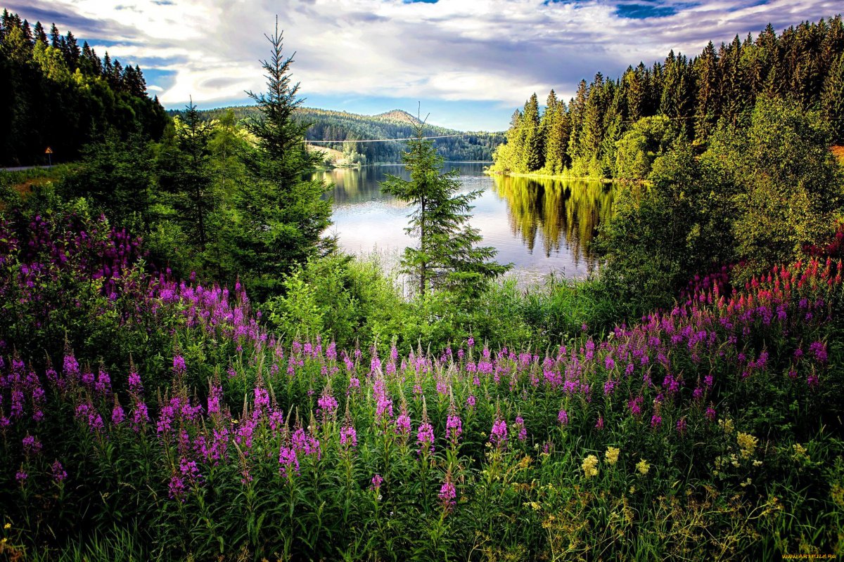Лес озеро цветы