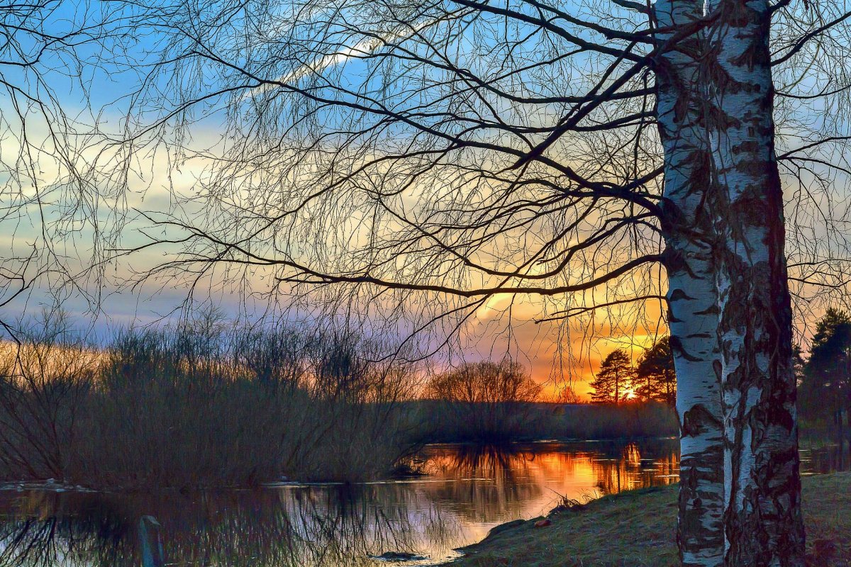Рассвет в весеннем лесу