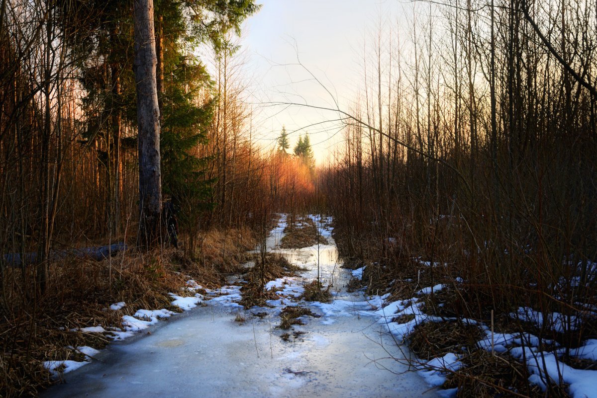 Ранняя Весна Тайга вечер
