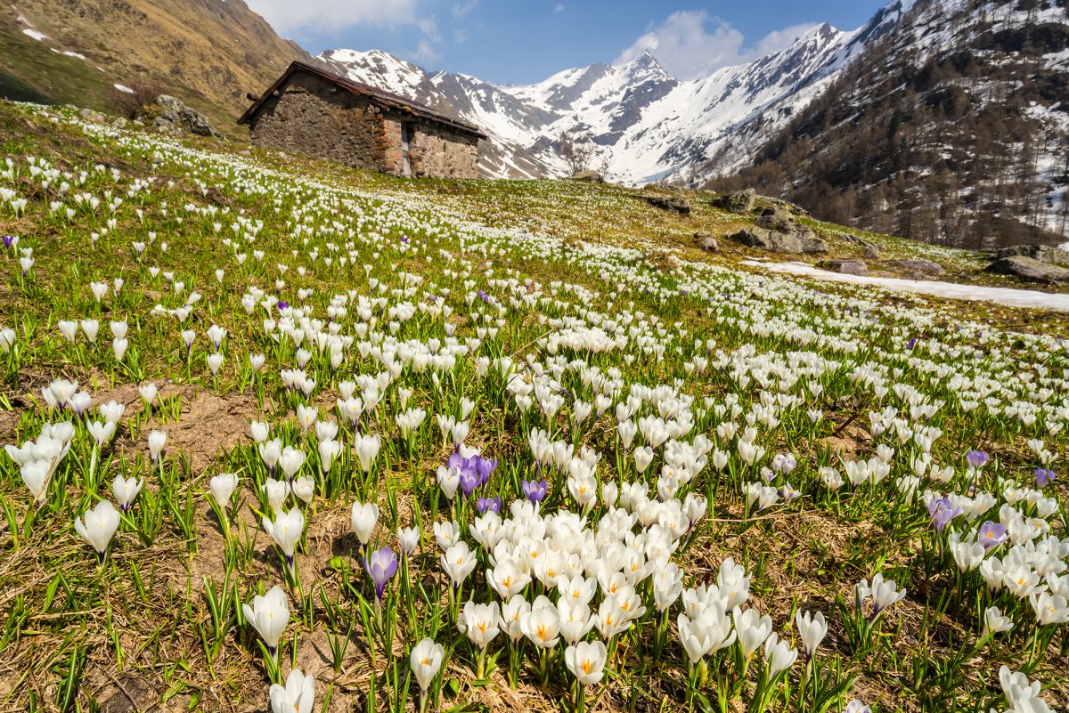 Альпийские Луга Кавказа . Эдельвейс