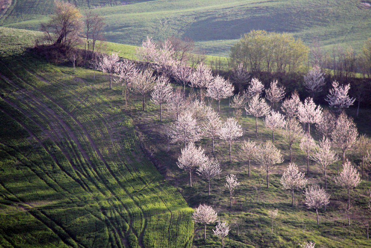 Весна Италия производства поля