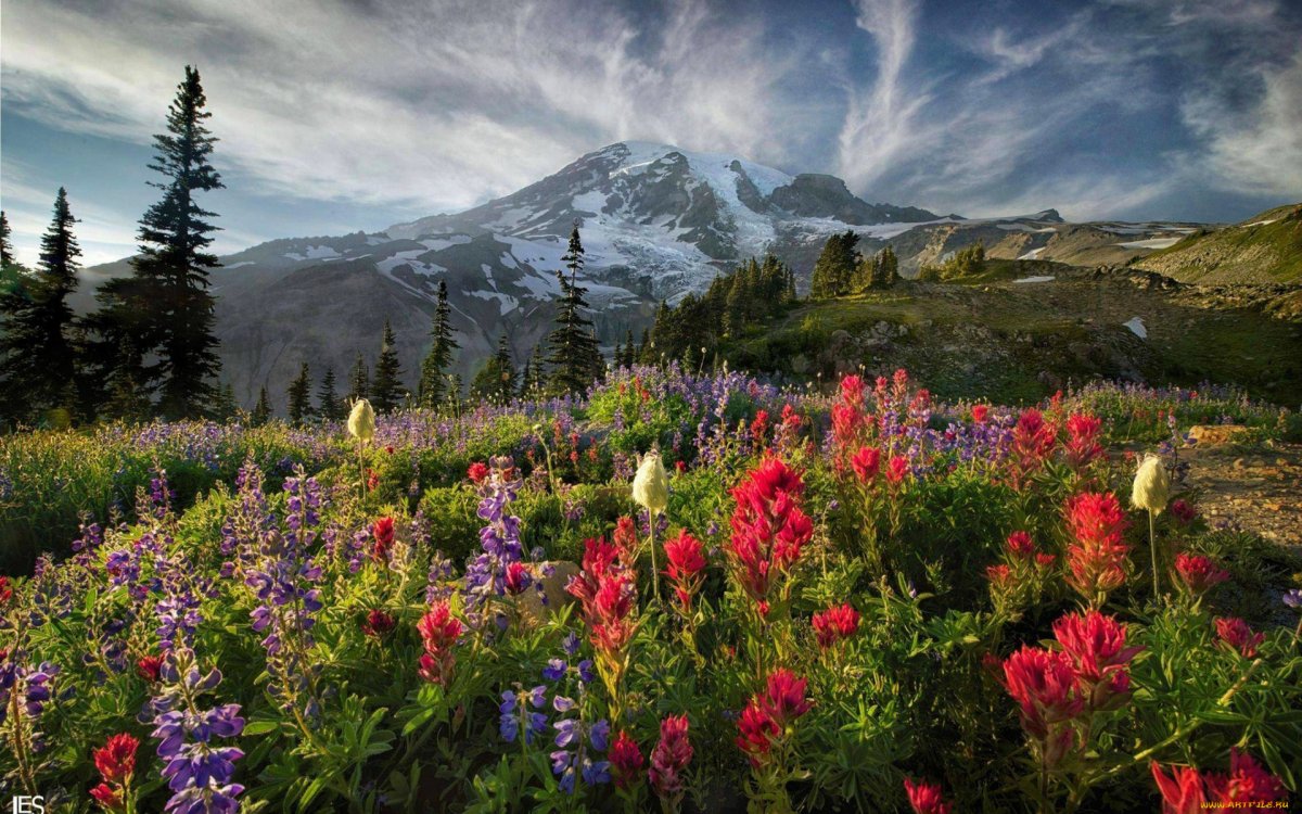 Горы Альпийские Луга цветы красота