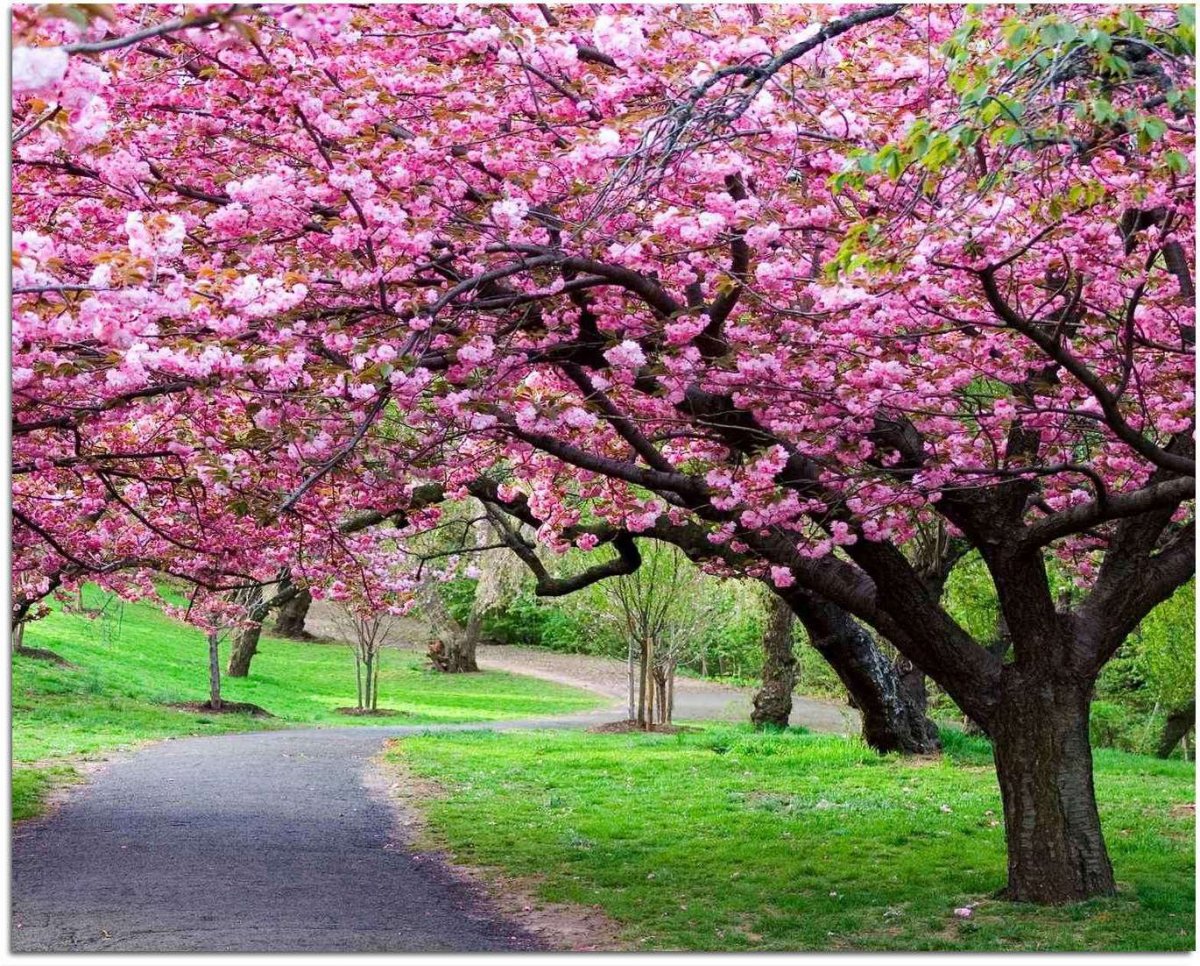 Фотообои деревья Сакуры