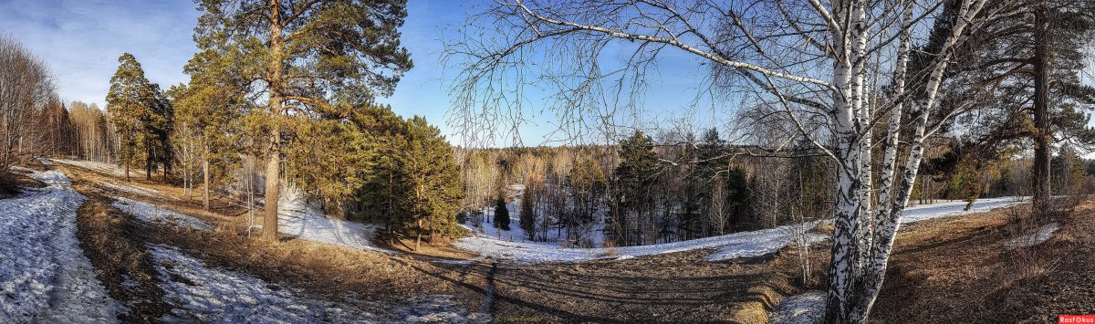 Панорама весеннего леса