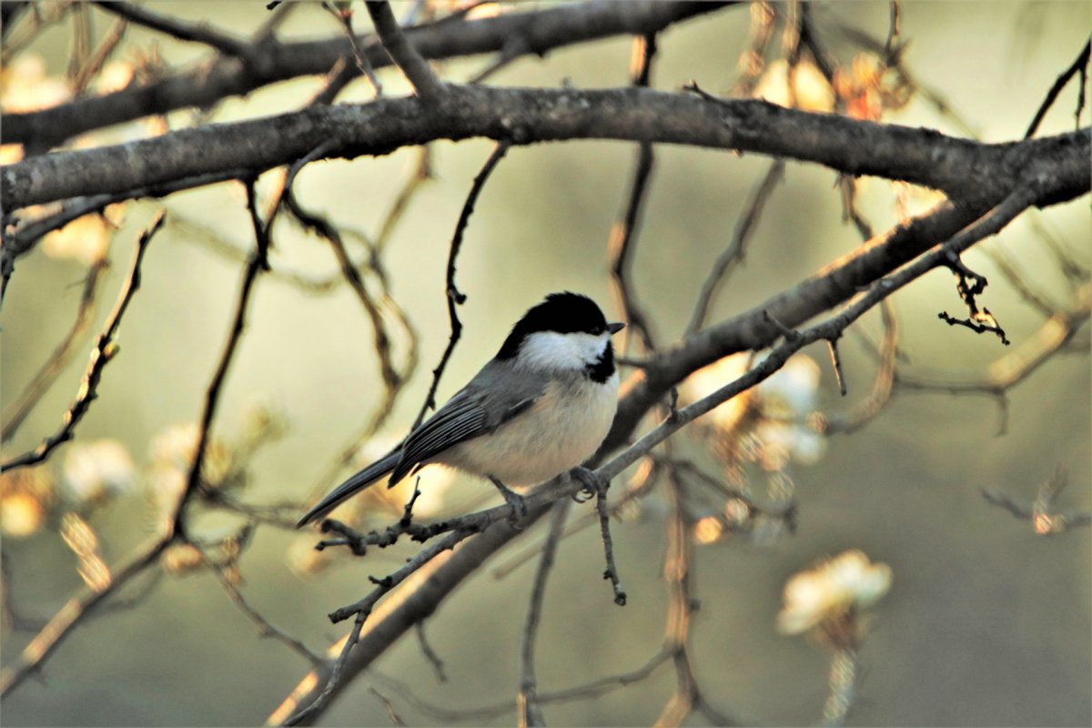 Весенние гаички