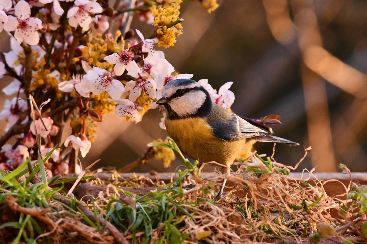 Sweet Bird Spring