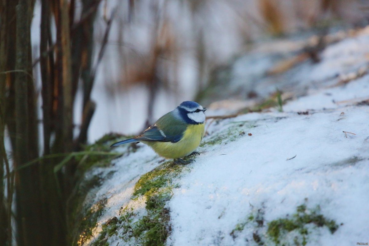 Синица лазоревка
