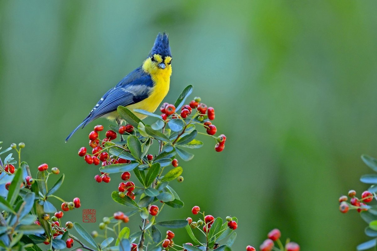 Тайваньская желтая синица
