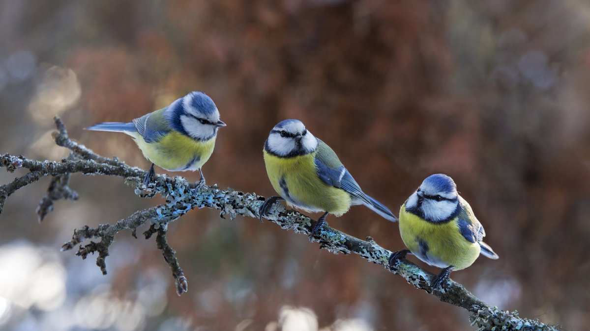 Синица лазоревка зимой