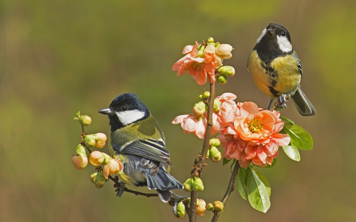 Тайваньская желтая синица