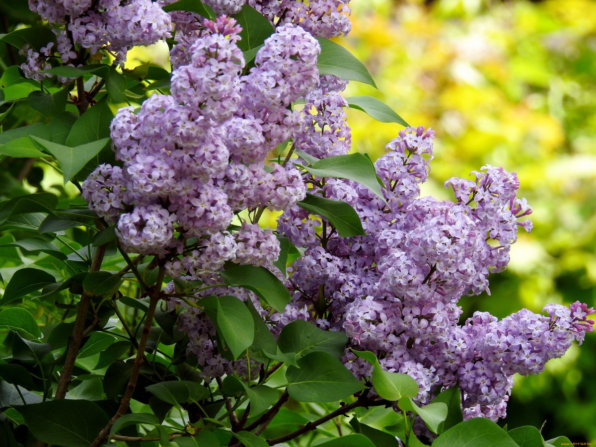 Куст сирени весной