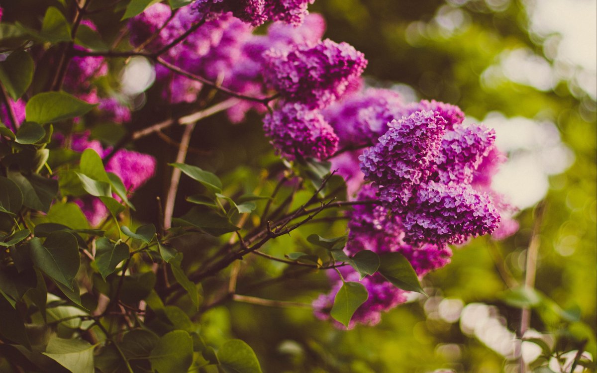 Сирень кустарник