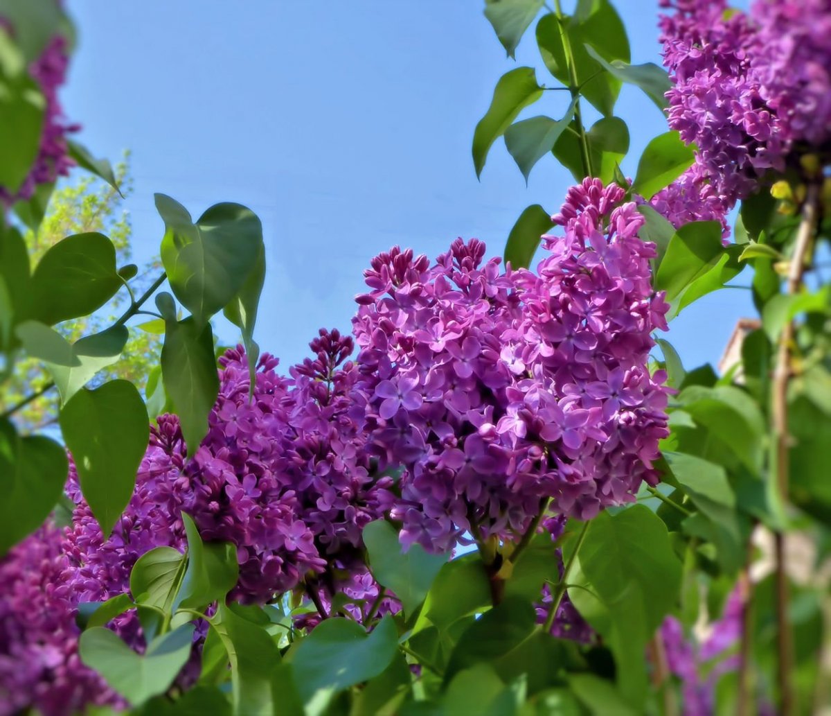 Сирень archeveque