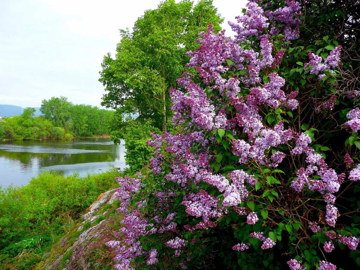 Деревня Немятово сирень