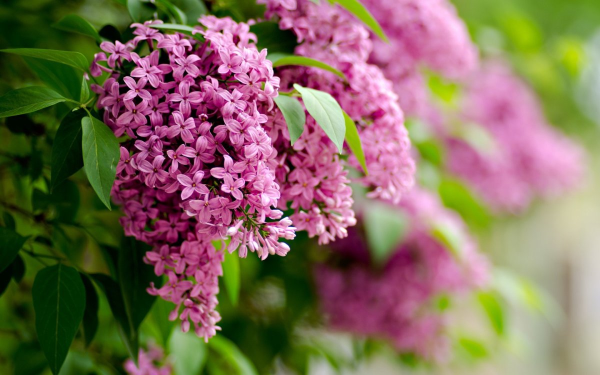 Весна сирень