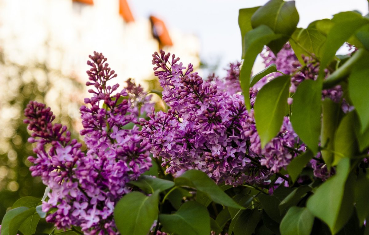 Весна май природа сирень