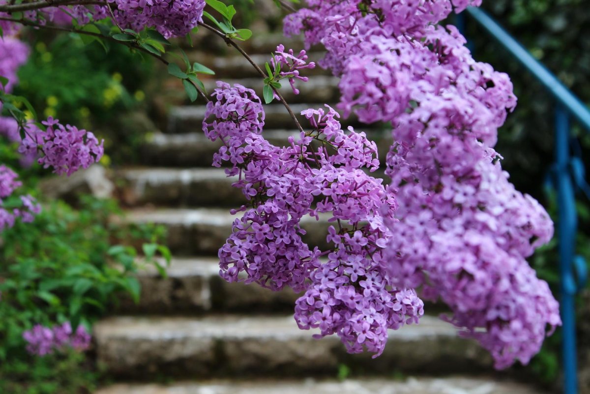 Золотая Весна сирень