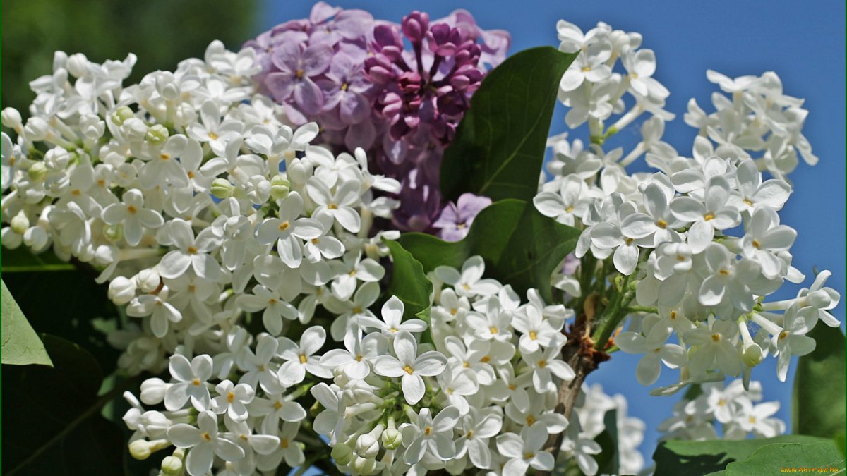 Весна сирень