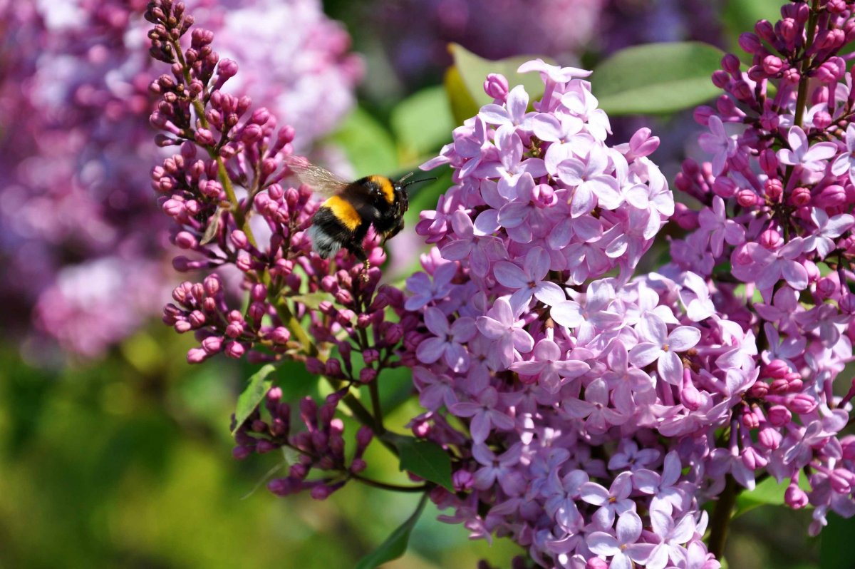 Весенний запах