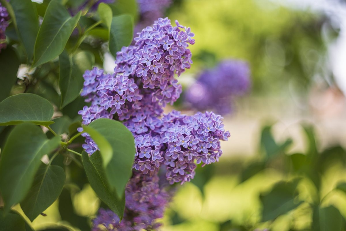 Сирень Жан Клод