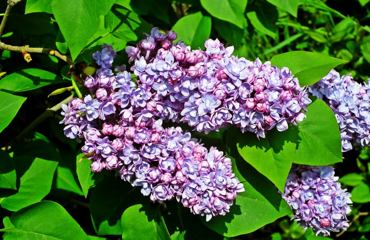 Сирень Емельян Ярославский