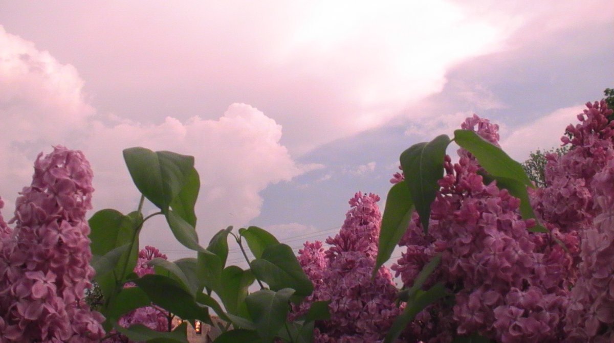 Сирень Эстетика