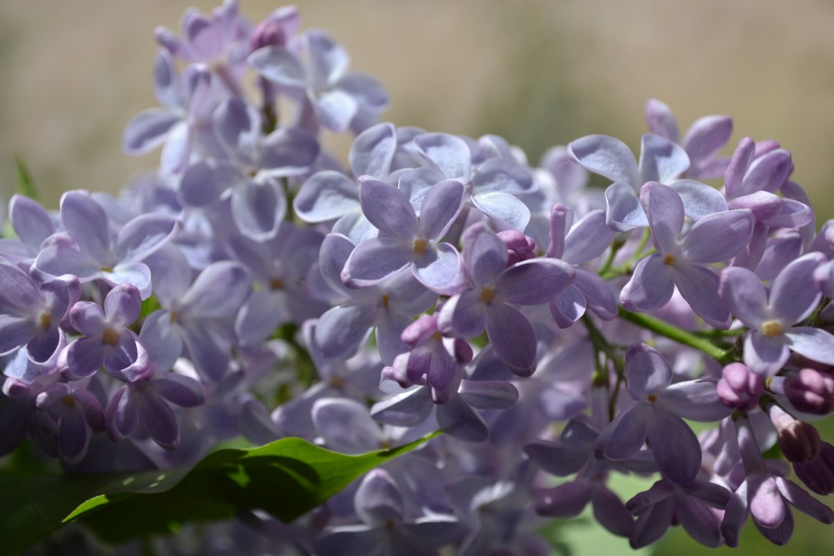 Сирень соцветия весной