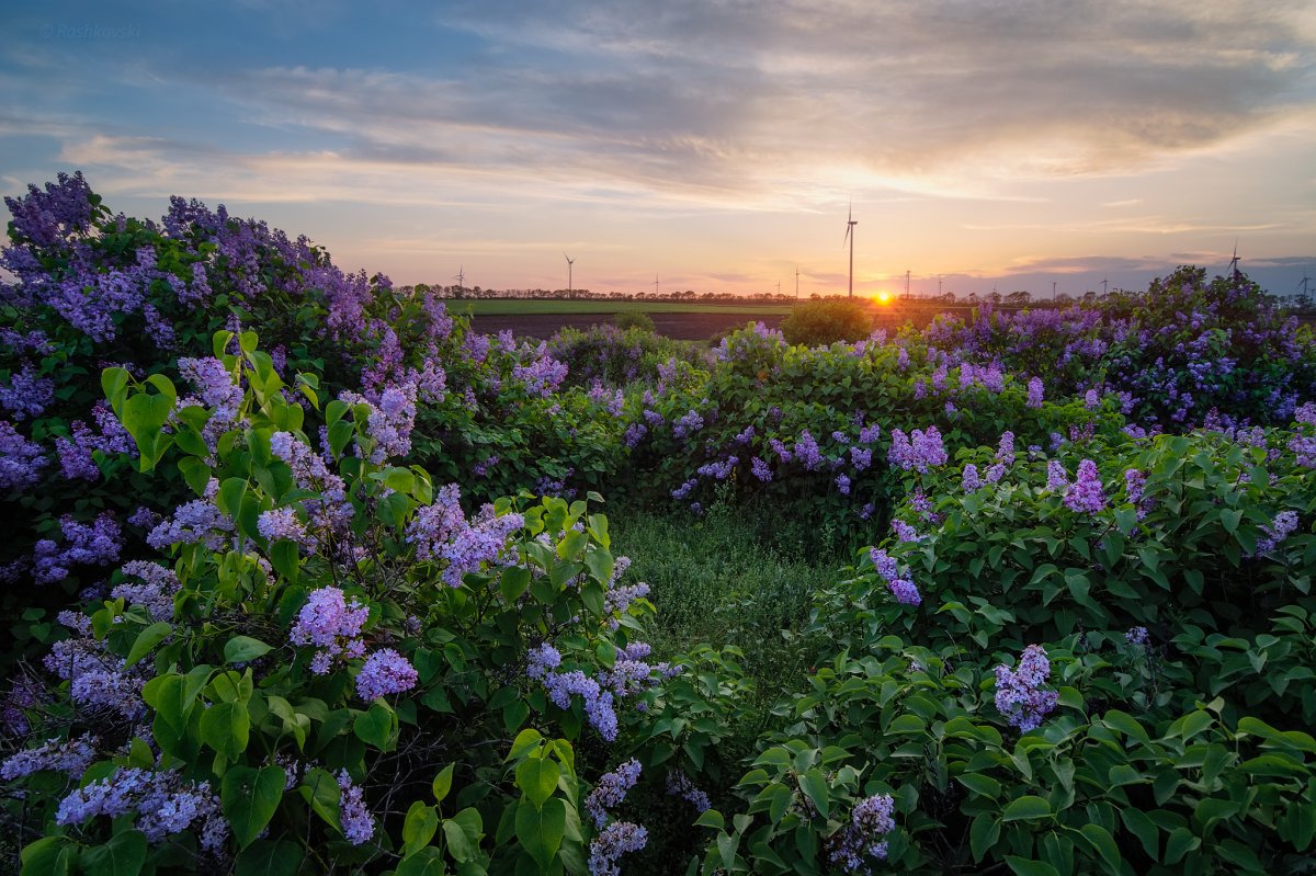 Цветущая сирень куст