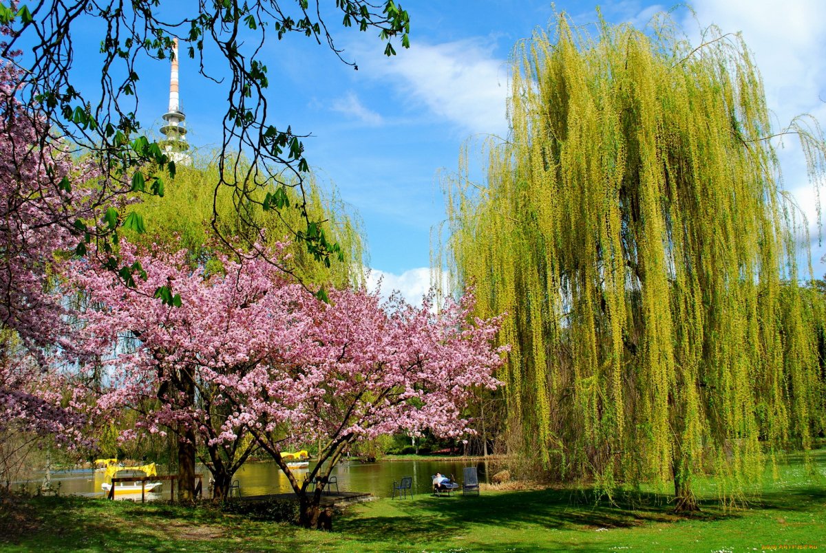 Деревья в цвету