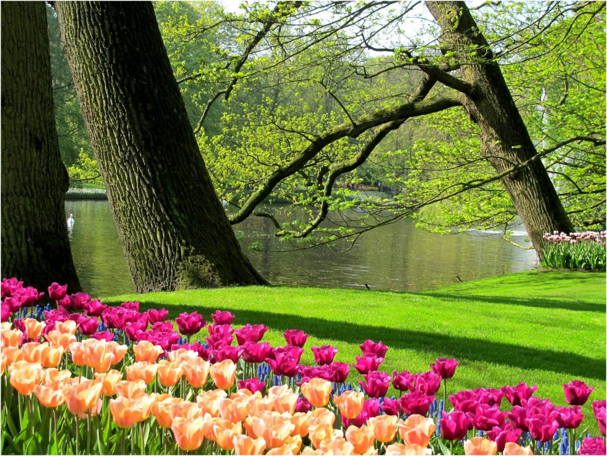 Красивый весенний парк