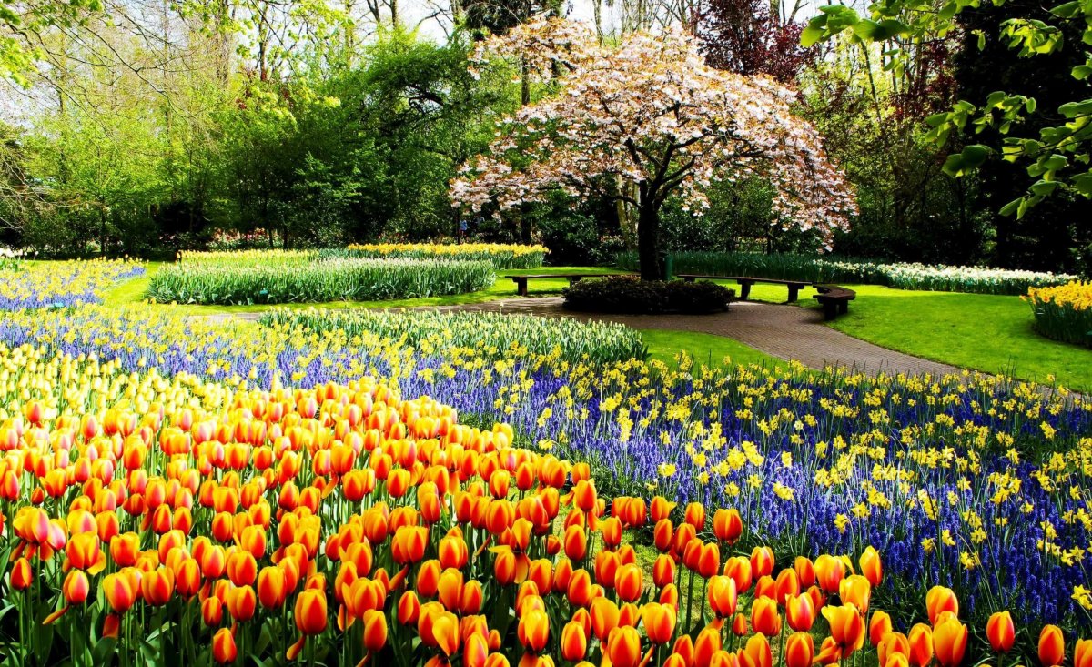 Keukenhof Gardens Нидерланды
