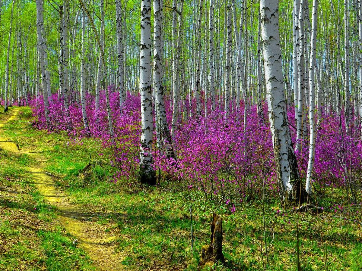 Багульник и березы