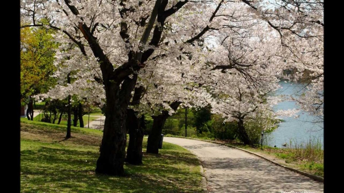 Природа Весна парк