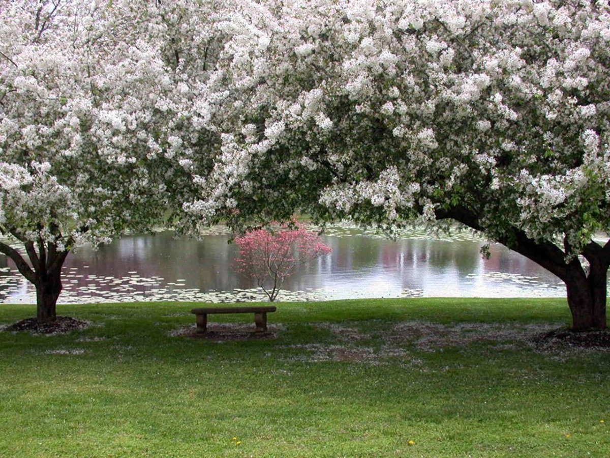 Весенний сад