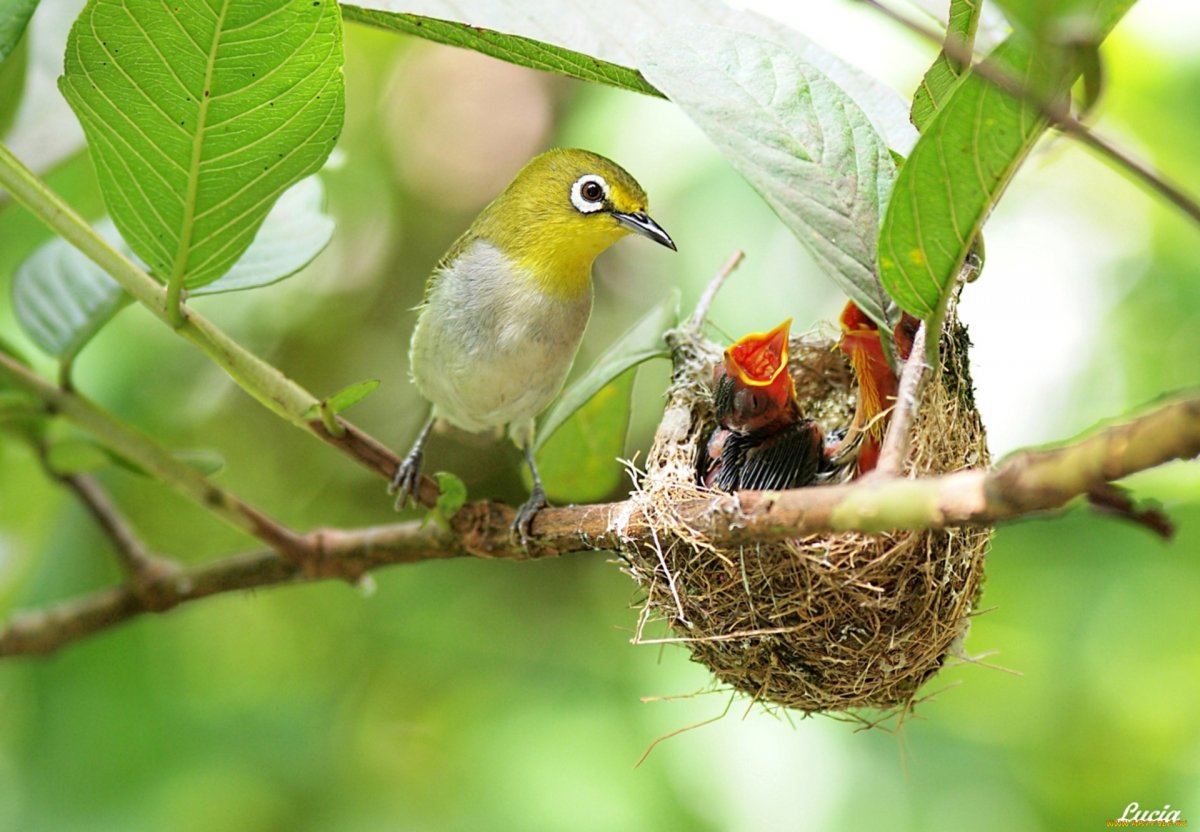 Кроногнездные птицы