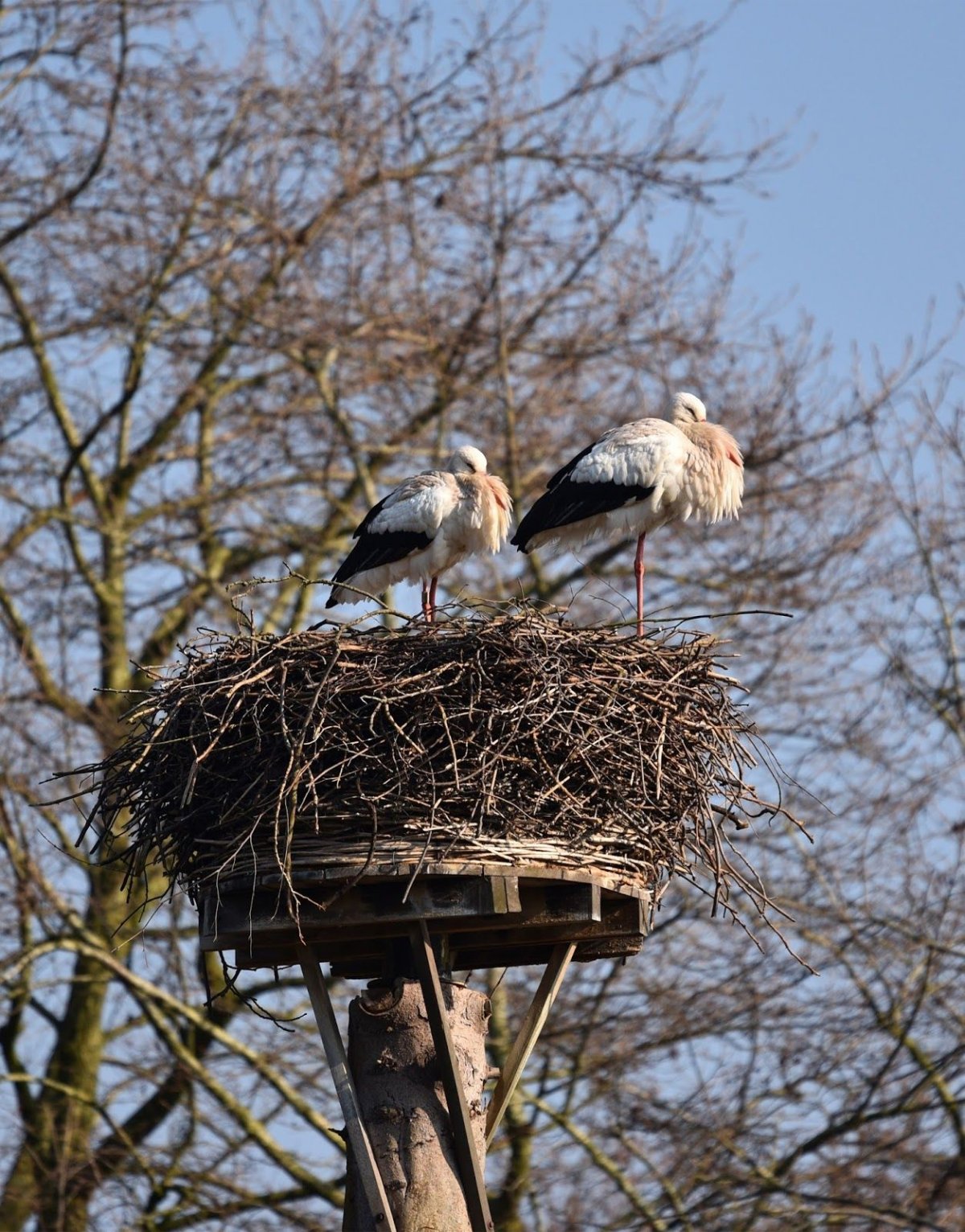 Две птицы в гнезде