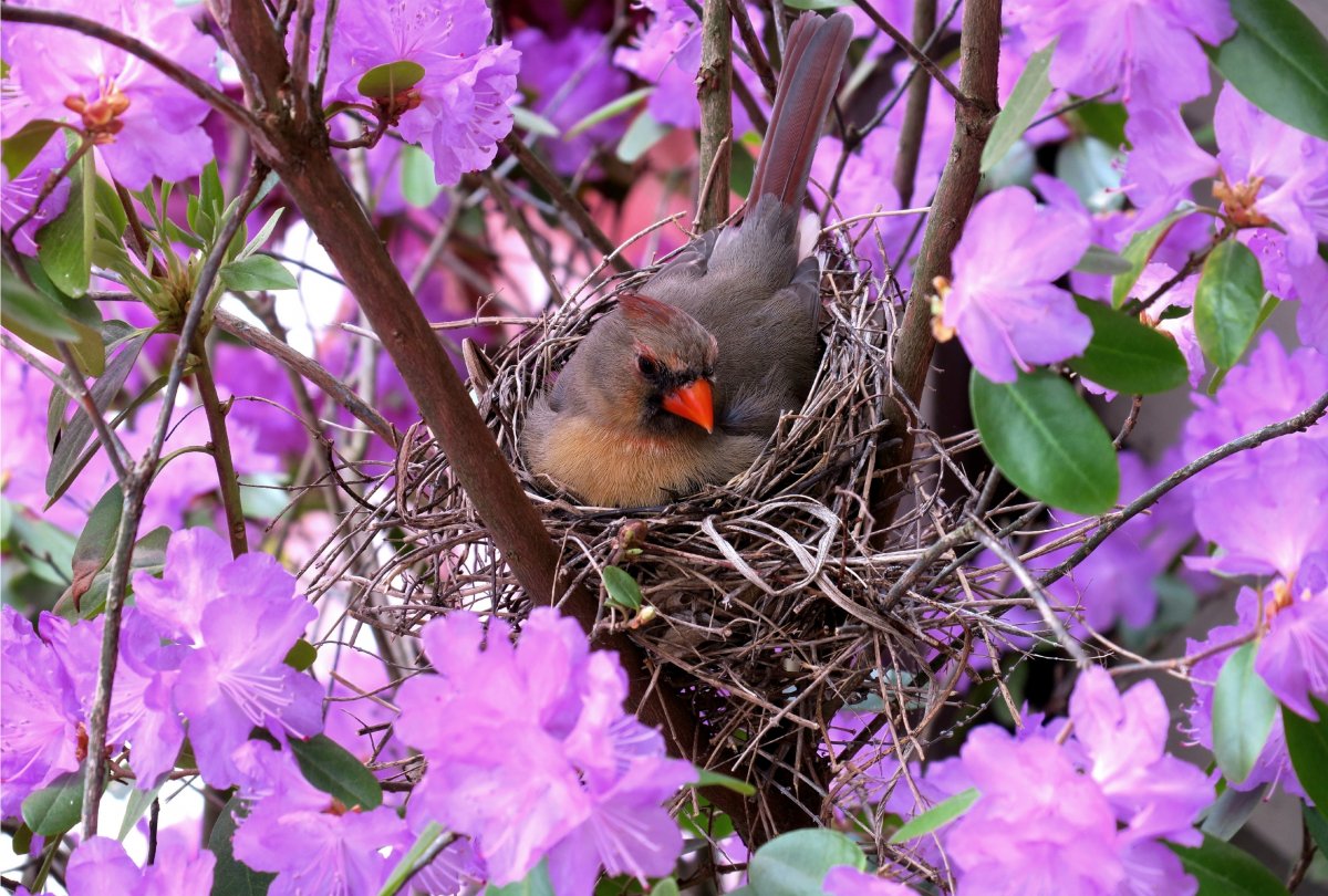 Птичка Кардинал гнездо