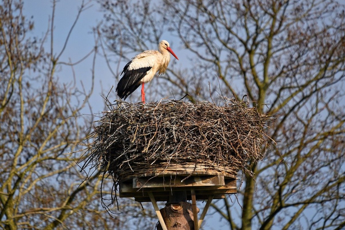 Гнездо на дереве