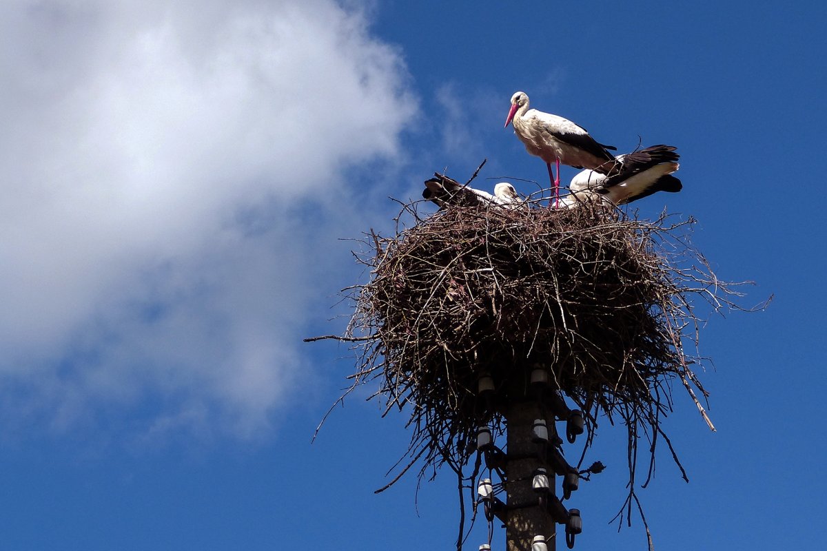 Михаил Штайнбах гнезда птиц
