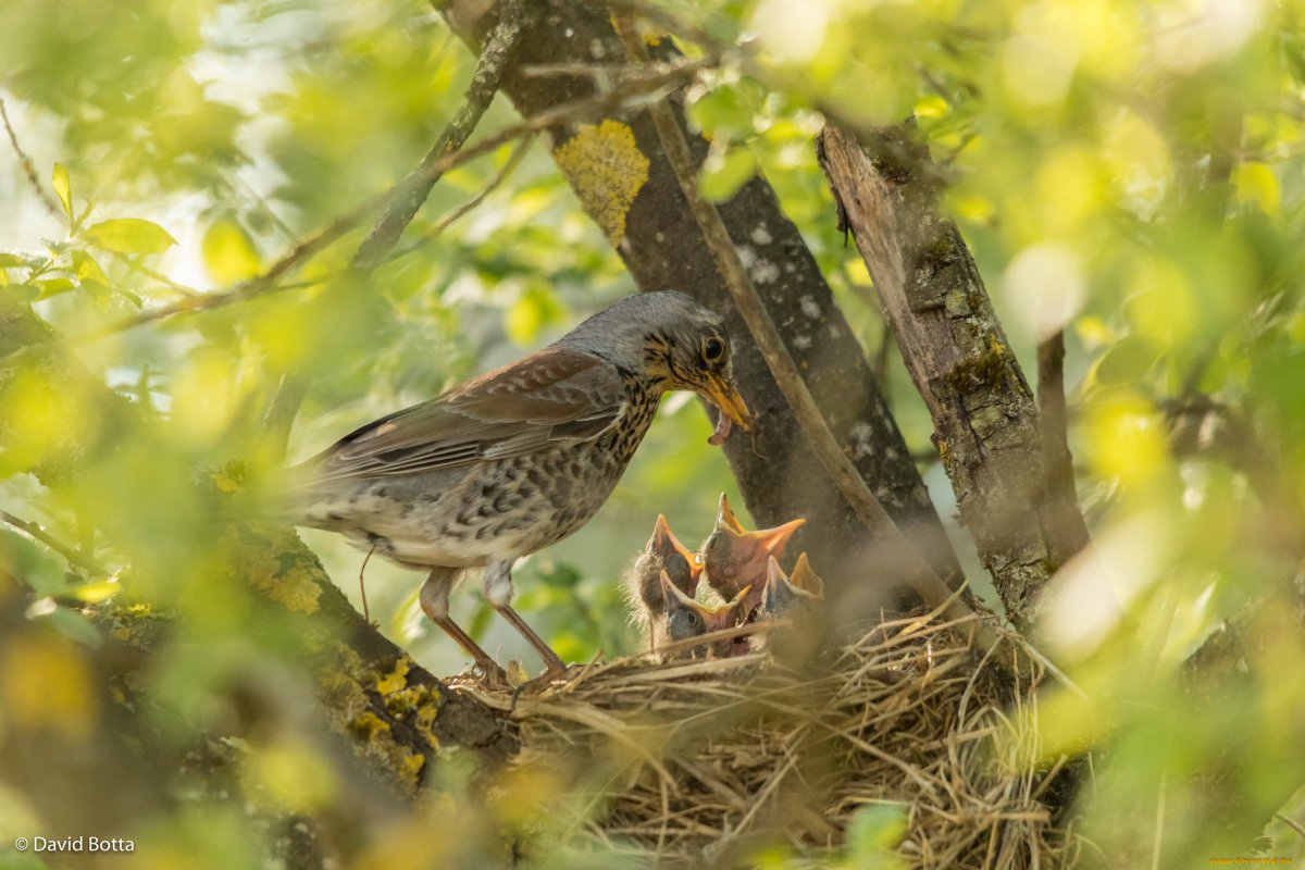 Гнездящиеся птицы парка Сокольники
