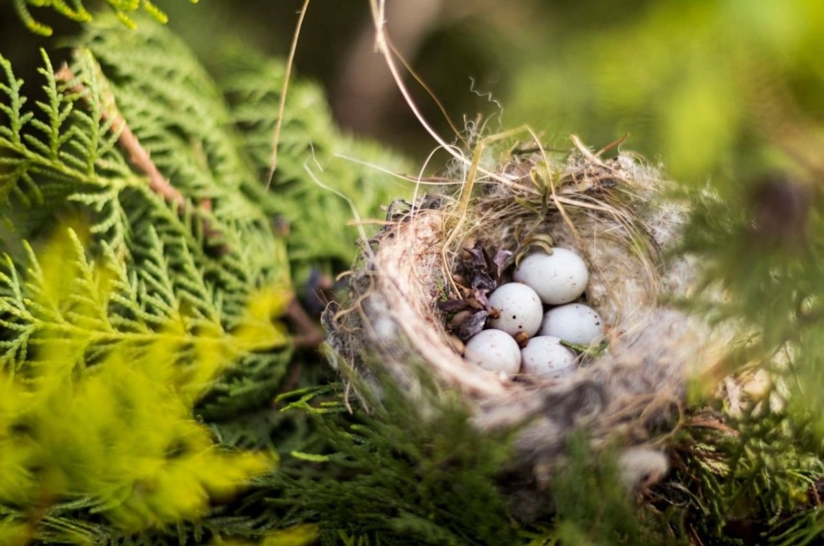 Весеннее гнездо