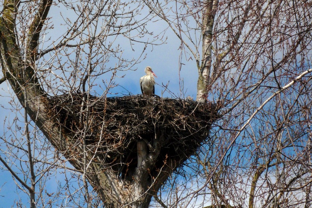 Наземные гнезда птиц