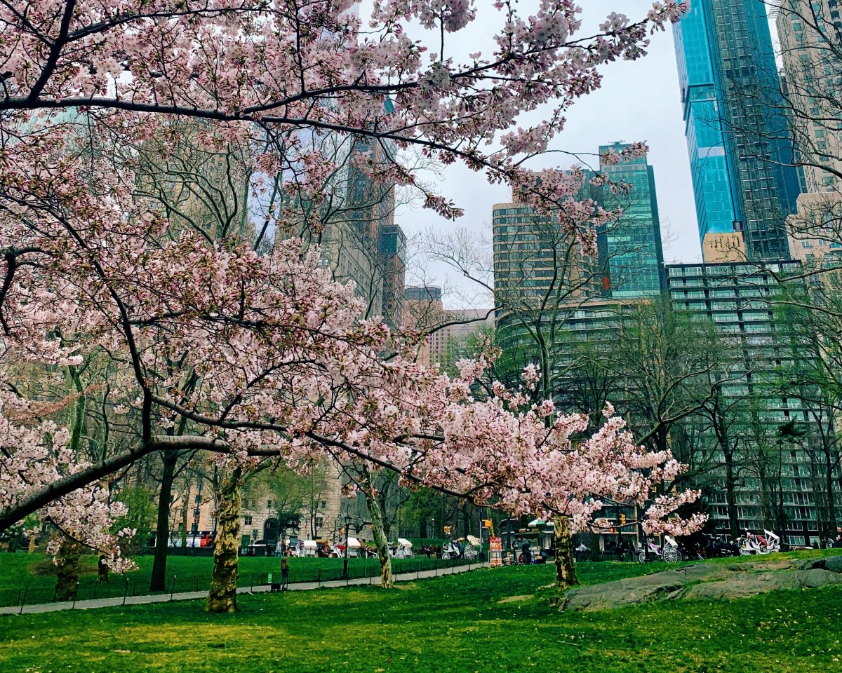 Центральный парк Нью-Йорк весной