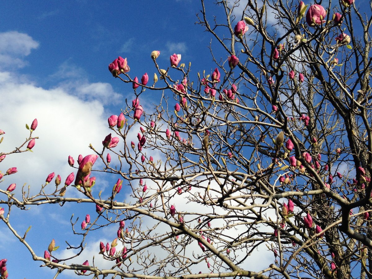 Весна в США И Весна в России