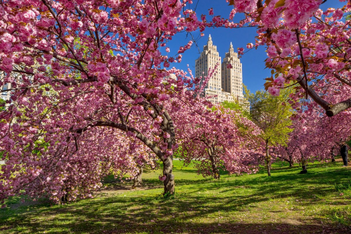 Центральный парк Нью Йорк Сакура